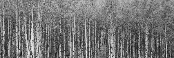 Autumn;Black and White;Branch;Branches;Colorado;Fall;Forest;Healing;Health care;Healthcare;Image type;Landscape;Outdoor;Panoramic;Peaceful;Photo specs;Silver Thread Scenic Byway;South Fork;Tree;Tree Trunk;Trees;Trunk;Yellow;aspen;bark;calm;restful;serene;soothing;tranquil;tree limbs