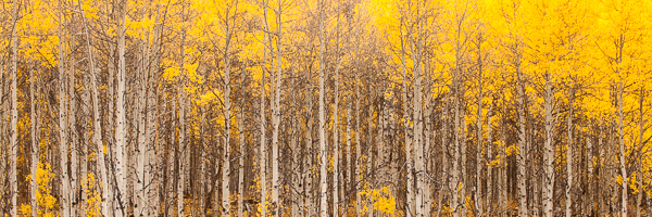 Autumn;Branch;Branches;Colorado;Fall;Forest;Healing;Health care;Healthcare;Image type;Landscape;Outdoor;Panoramic;Peaceful;Photo specs;Silver Thread Scenic Byway;South Fork;Tree;Tree Trunk;Trees;Trunk;Yellow;aspen;bark;calm;restful;serene;soothing;tranquil;tree limbs