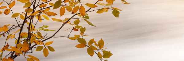 Autumn;Cascading;Color;Fall;Gold;Great Lakes;Green;Healing;Health care;Healthcare;Michigan;Orange;Panoramic;Peaceful;Pouring;River;Stream;Streaming;Tahquamenon Falls;United States;Upper Peninsular;Water;White;Yellow;calm;restful;serene;soothing;tranquil