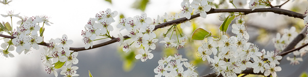 Bloom;Blossom;Blossoms;Bradford Pear;Branch;Branches;Brown;Flower;Floweret;Flowering;Flowers;Green;Healing;Health care;Healthcare;Panoramic;Peaceful;Petal;Petals;White;bloom;calm;flora;floral;restful;serene;soothing;tranquil;tree limbs