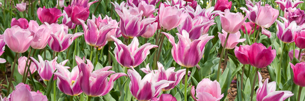 Abstract;Abstractions;Abstracts;Bloom;Blossom;Blossoms;Color;Flower;Floweret;Flowering;Flowers;Green;Healing;Health care;Healthcare;Leaf;Leaves;Magenta;Panoramic;Patterns;Peaceful;Petal;Petals;Pink;Plant;Plants;Purple;Stock categories;bloom;botanical;calm;flora;floral;restful;serene;soothing;tranquil;tulip;tulips