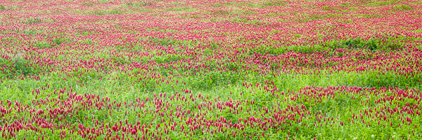 Abstract;Abstraction;Abstractions;Abstracts;Clover;Field;Fields;Green;Healing;Health care;Healthcare;Panoramic;Patterns;Peaceful;Red;Stock categories;Textures;calm;restful;serene;soothing;tranquil;vegetation