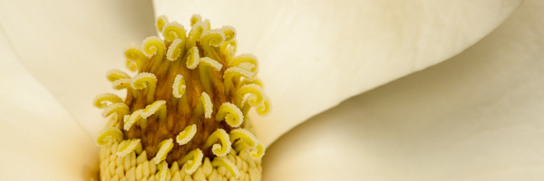 Abstract;Abstraction;Abstractions;Abstracts;Bloom;Blossom;Blossoms;Brown;Close-up;Creme;Flower;Floweret;Flowering;Flowers;Healing;Health care;Healthcare;Image type;Magnolia;Panoramic;Patterns;Peaceful;Petal;Petals;Photo specs;Pistil;Rachel;Stamen;Stock categories;Tan;White;Yellow;bloom;calm;flora;floral;restful;serene;soothing;tranquil