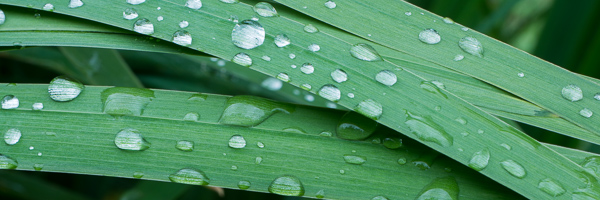 Dew;Drop;Droplet;Ferns;Foliage;Grass;Green;Healing;Health care;Healthcare;Leaf;Leaves;Panoramic;Peaceful;Plant;Plants;Rachel;Water;Weather;botanical;botanicals;botany;calm;dew;dew drops;dewy;drops;rain;restful;serene;soothing;tranquil;vegetation