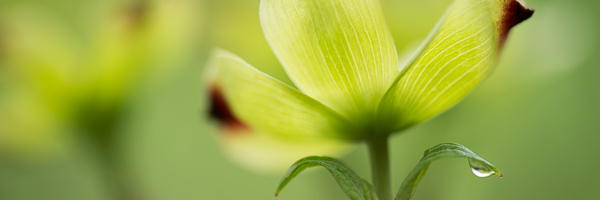 Bloom;Blossom;Blossoms;Close-up;Dew;Dogwood;Flower;Floweret;Flowering;Flowers;Healing;Health care;Healthcare;Leaf;Leaves;Oneness;Panoramic;Peaceful;Petal;Plant;bloom;botanical;bud;calm;dew drops;flora;floral;restful;serene;soothing;tranquil;zen