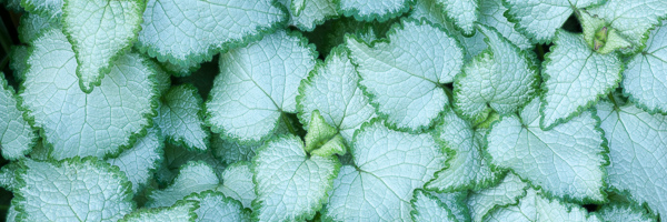 Abstract;Abstractions;Aqua;Blue;Botanicals;Close-up;Color;Flora;Flowers;Foliage;Green;Healing;Health care;Healthcare;Herbaceous;Image type;Leaf;Leafy;Leaves;Panoramic;Patterns;Peaceful;Photo specs;Plant;Plants;Shapes;Shrub;Spring;Stock categories;Teal;Textures;Tree;Variegated;Vein;bark;botanical;botany;calm;greenery;herb;herbage;plants;restful;serene;soothing;tranquil;vegetation