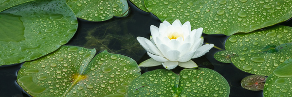 Black and White;Bloom;Blossom;Blossoms;Floret;Flower;Floweret;Flowers;Green;Healing;Health care;Healthcare;Lagoon;Lake;Lily Pads;Panoramic;Peaceful;Personal;Petal;Petals;Pistil;Pond;Pool;Preparations;Reservoir;Stamen;Water;Water Lily;Wedding;calm;lilies;restful;serene;soothing;tranquil