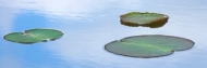 Blue;Green;Healing;Health-care;Healthcare;Lake;Lily-Pad;Mississippi;Panoramic;Pe