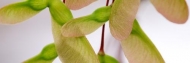 Branch;Close-up;Details;Green;Healing;Health-care;Healthcare;Maple;Panoramic;Pea