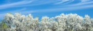 Blossom;Blossoms;Blue;Branch;Branches;Cloud;Cloud-Formation;Clouds;Flower;Flower