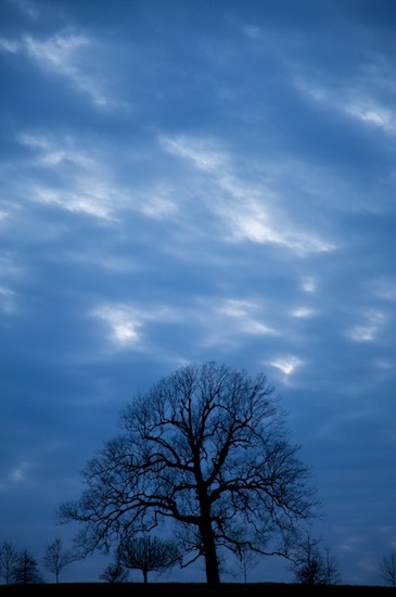 Bark;Black;Blue;Branch;Branches;Cloud;Cloud Formation;Clouds;Concepts & Emotions;Contour;Form;Herbaceous;Mystery;Outline;Plant;Profile;Shadow;Shape;Silhouette;Sky;Tree;Tree Trunk;Trees;Trunk;Weather;White