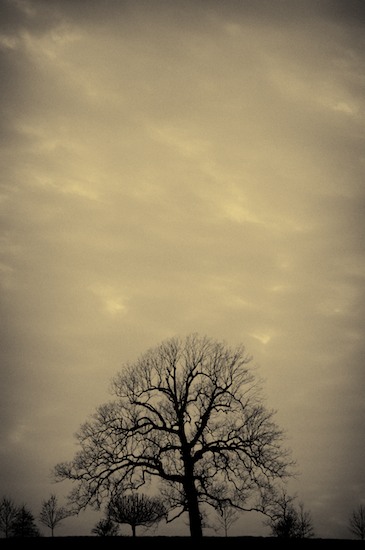 Bark;Branch;Branches;Cloud;Cloud Formation;Clouds;Contour;Form;Herbaceous;Outline;Plant;Profile;Sepia;Shadow;Shape;Silhouette;Sky;Tree;Tree Trunk;Trees;Trunk;Weather