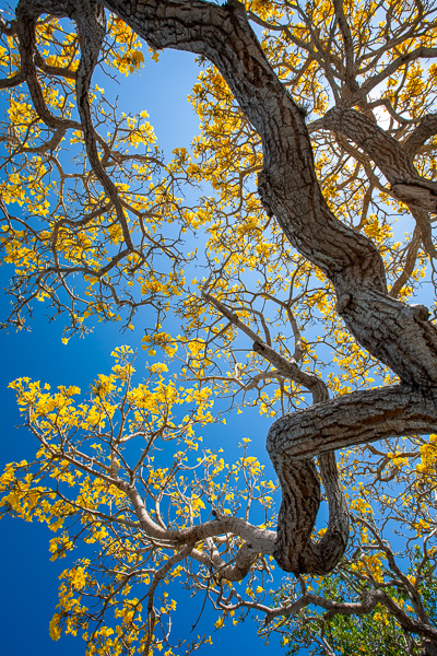 Abstract;Abstractions;Blue;Botanical;Branches;Brown;Calm;Florida;Gold;Healing;Health care;Healthcare;Herbaceous;Leaf;Leafy;Nature;Pastoral;Patterns;Sanibel Captiva Island;Stock categories;Sunlight;Sunshine;Tan;Textures;Tree;Vein;Yellow;bark;botanicals;branch;foliage;landscape;leaves;oneness;peaceful;plant;plants;restful;serene;shapes;soothing;sunlit;tranquil;tree limbs;tree trunk;trees;trunk;zen