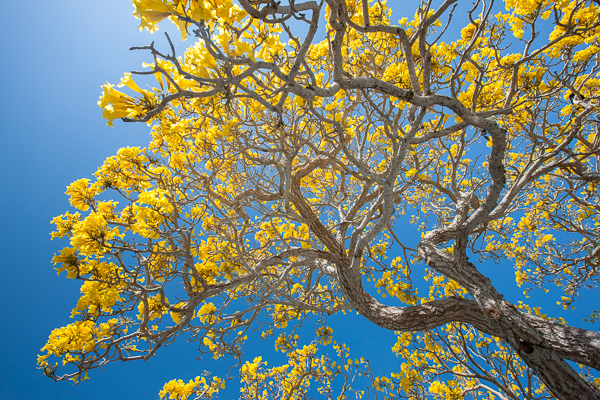 Abstract;Abstractions;Blue;Botanical;Branches;Brown;Calm;Florida;Gold;Healing;Health care;Healthcare;Herbaceous;Leaf;Leafy;Nature;Pastoral;Patterns;Sanibel Captiva Island;Stock categories;Sunlight;Sunshine;Tan;Textures;Tree;Vein;Yellow;bark;botanicals;branch;foliage;landscape;leaves;oneness;peaceful;plant;plants;restful;serene;shapes;soothing;sunlit;tranquil;tree limbs;tree trunk;trees;trunk;zen