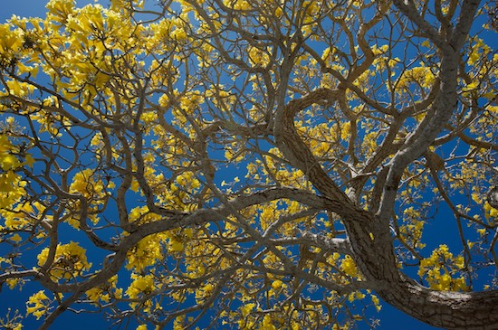 Abstract;Abstractions;Bark;Blue;Branch;Branches;Brown;Florida;Foliage;Herbaceous;Leaf;Leafy;Leaves;Patterns;Plant;Sanibel Captiva Island;Shapes;Tan;Textures;Tree;Tree Trunk;Trees;Trunk;Vein;Yellow