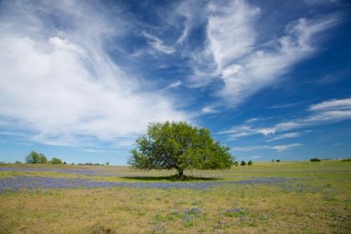 Shade;Cloud Formation;Trunk;Tree Trunk;Blue;Clouds;Weather;Bark;Cloud;Plant;Branch;Herbaceous;Sky;Brenham;Trees;Brown;Texas;Shadow;Green;Branches;Tree
