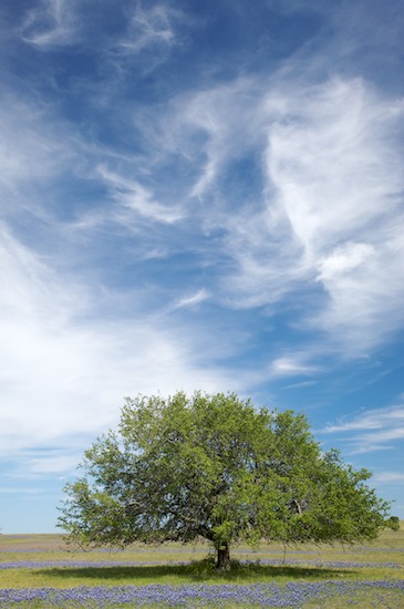Bark;Bloom;Blossom;Blossoms;Blue;Branch;Branches;Brenham;Brown;Cloud;Cloud Formation;Clouds;Floret;Flower;Floweret;Flowering;Flowers;Green;Herbaceous;Petal;Petals;Pistil;Plant;Shade;Shadow;Sky;Stamen;Texas;Tree;Tree Trunk;Trees;Trunk;Weather;White
