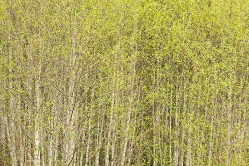 Tree Trunk;Wood;Woodland;Branch;Patterns;bark;Uniform;Abstract;Herbaceous;Olympic National Park;Woodlands;Branches;Green;Timber;Timberland;Abstracts;Linear;Abstraction;Brown;Textures;Trees;Uniformity;Plant;Washington;White;Tree;Forest;Woods;Trunk