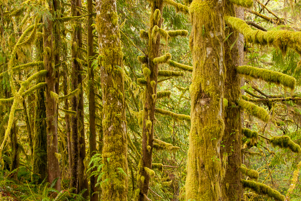 Blossom;Blossoms;Botanical;Branches;Brown;Calm;Flora;Floweret;Flowering;Flowers;Forest;Forested;Gold;Healing;Health care;Healthcare;Herb;Herbaceous;Hoh Rainforest;Moss;Nature;Olympic National Park;Pastoral;Plant;Shrub;Tan;Timber;Timberland;Tree;United States;Wabi Sabi;Warm Colors;Warm Palette;Warm Tones;Washington;Wood;Woodland;Woodlands;Woods;Yellow;bark;bloom;botanicals;botany;branch;color;flora;floral;flower;gray;green;greenery;herbage;landscape;limbs;oneness;orange;peaceful;plant;plants;restful;serene;soothing;tranquil;tree limbs;tree trunk;trees;trunk;vegetation;yellow;zen