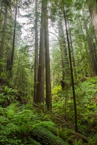 Beige;Botanical;Branches;Brown;California;Forest;Herb;Herbaceous;Redwood;Shrub;Simpson Reed Grove;Tan;Timber;Timberland;Tree;United States;Wood;Woodland;Woodlands;Woods;bark;blue;botanicals;botany;branch;flora;green;greenery;herbage;plant;plants;red;sequoia sempervirens;tree trunk;trees;trunk;vegetation