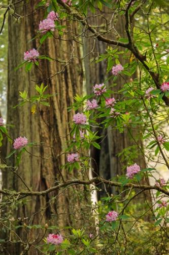 Branches;Brown;California;Damnation Creek Trail;Del Norte Coast Redwood State Park;Herbaceous;Pink;Redwood;Redwood National Park;Tree;United States;bark;branch;gray;green;plant;plants;sequoia sempervirens;tree trunk;trees;trunk