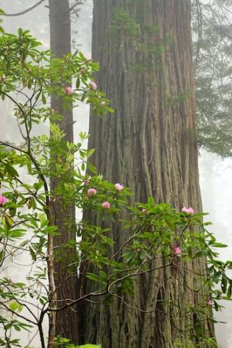 Haze;Branches;Blossom;Floweret;Fog;Petals;Tree;bark;Redwood National Park;Obscured;misty;Pistil;Petal;Tree Trunk;Trunk;Trees;White;Foggy;Blossoms;Plant;Mist;Flowering;Bloom;Gray;Herbaceous;Floret;Flowers;Redwood;Del Norte Coast Redwood State Park;Green;Damnation Creek Trail;Stamen;Branch;Brown;sequoia sempervirens;Pink;Flower;California