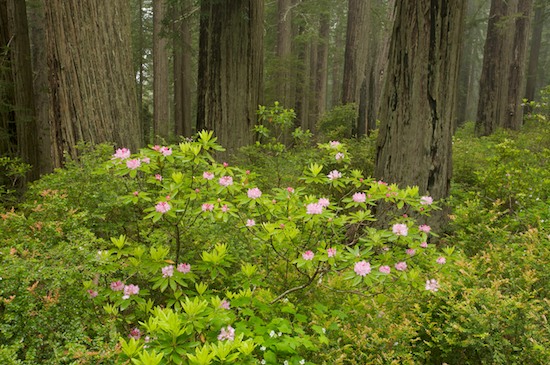 Bark;Branch;Branches;Brown;California;Crescent City;Damnation Creek Trail;Del Norte Coast Redwood State Park;Green;Herbaceous;Pink;Plant;Redwood;Redwood National Park;sequoia sempervirens;Tree;Tree Trunk;Trees;Trunk
