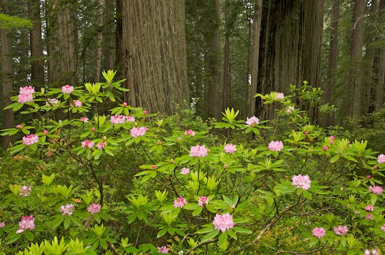 Bark;Branch;Branches;Brown;California;Crescent City;Damnation Creek Trail;Del Norte Coast Redwood State Park;Green;Herbaceous;Pink;Plant;Redwood;Redwood National Park;sequoia sempervirens;Tree;Tree Trunk;Trees;Trunk