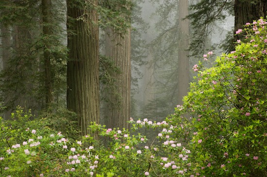 Bark;Branch;Branches;Brown;California;Crescent City;Damnation Creek Trail;Del Norte Coast Redwood State Park;Green;Herbaceous;Pink;Plant;Redwood;Redwood National Park;sequoia sempervirens;Tree;Tree Trunk;Trees;Trunk
