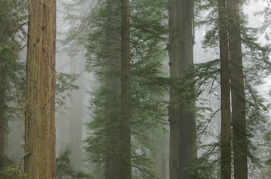 Bark;Branch;Branches;California;Crescent City;Damnation Creek Trail;Del Norte Coast Redwood State Park;Fog;Foggy;Forest;Haze;Herbaceous;Mist;Misty;Obscured;Plant;Redwood;Redwood National Park;sequoia sempervirens;Timber;Timberland;Tree;Tree Trunk;Trees;Trunk;Wood;Woodland;Woodlands;Woods