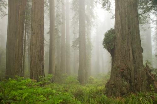 fronds;Haze;Tree;plant;Fog;botanicals;flora;bark;Trees;Obscured;sequoia sempervirens;Branches;botany;Brown;Del Norte Coast Redwood State Park;Green;misty;California;Crescent City;Herbaceous;vegetation;herbage;Gray;Mist;Trunk;White;Red;Foggy;Plant;Redwood National Park;shrub;Redwood;herb;Branch;botanical;Tree Trunk;Damnation Creek Trail;plants;greenery