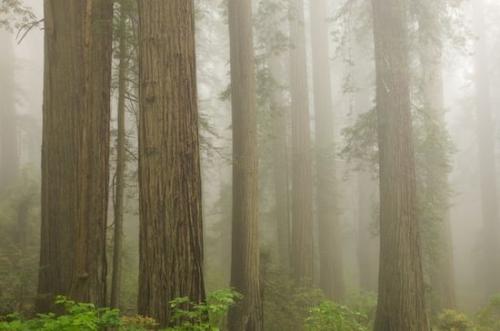 Fog;Forest;Crescent City;Foggy;Wood;Timberland;Haze;Obscured;Redwood;sequoia sempervirens;misty;Woods;Del Norte Coast Redwood State Park;Damnation Creek Trail;California;Brown;White;Gray;Green;Tree;Woodland;Mist;Redwood National Park;Woodlands;Timber