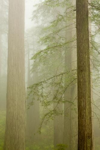 Branches;Brown;California;Crescent City;Damnation Creek Trail;Del Norte Coast Redwood State Park;Fog;Forest;Herbaceous;Mist;Obscured;Redwood;Redwood National Park;Timber;Timberland;Tree;United States;White;Wood;Woodland;Woodlands;Woods;bark;branch;foggy;gray;green;haze;misty;plant;plants;sequoia sempervirens;tree trunk;trees;trunk