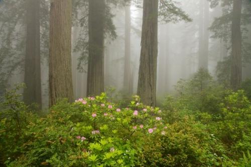 Plant;Gray;Branch;Flowering;Pistil;Branches;Blossom;California;sequoia sempervirens;Floweret;Redwood National Park;White;Flower;Crescent City;Stamen;Fog;Haze;Obscured;Damnation Creek Trail;Petal;Floret;Pink;Tree Trunk;misty;Green;Trunk;Del Norte Coast Redwood State Park;Foggy;Petals;Mist;Blossoms;Trees;Brown;Bloom;bark;Tree;Redwood;Flowers;Herbaceous