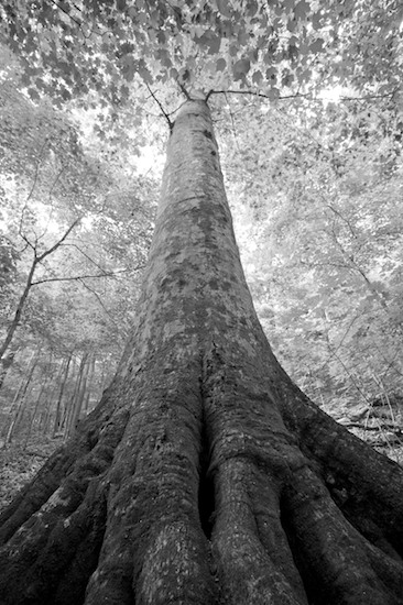 Bark;Black and White;Branch;Branches;Forest;Green;Herbaceous;Nashville;Old H.G. Hill Farm  Hwy 70S;Plant;Roots;Tennessee;Timber;Timberland;Tree;Tree Trunk;Trees;Trunk;Wood;Woodland;Woodlands;Woods