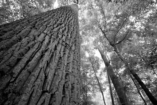 Bark;Black and White;Branch;Branches;Forest;Green;Herbaceous;Nashville;Old H.G. Hill Farm  Hwy 70S;Plant;Tennessee;Timber;Timberland;Tree;Tree Trunk;Trees;Trunk;Wood;Woodland;Woodlands;Woods