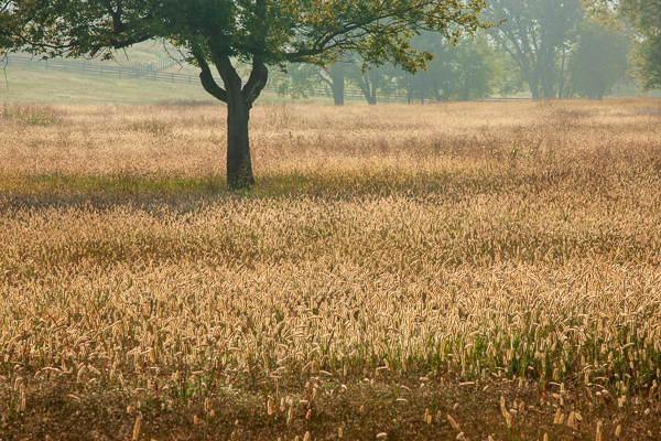 Agricultural;Branches;Brown;Calm;Dew;Fog;Gold;Healing;Health care;Healthcare;Lily Pads;Minimalism;Mist;Morning Mist;Nature;Obscured;Pastoral;Seed Head;Sunlight;Sunshine;Tan;Tree;Yellow;fence;field;foggy;foliage;grass;green;haze;landscape;leaves;limbs;mist;misty;morn;morning;oneness;pasture;peaceful;plants;restful;serene;soothing;sunlit;tranquil;tree limbs;tree trunk;trees;trunk;zen