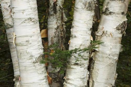 Vermont;Birch Tree;White Rocks National Recreation Area;Green Mountain National Forest;tree;tree trunk;trees;trunk
