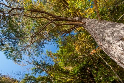 Blue;Branches;Brown;Calm;Emerald Lake;Forest;Forested;Healing;Health care;Healthcare;Looking up;Nature;Pastoral;Tan;Timber;Timberland;Tree;United States;Vermont;Warm Colors;Warm Palette;Warm Tones;Woodland;Woods;bark;color;green;landscape;leaves;limbs;oneness;peaceful;restful;serene;sky;soothing;tranquil;tree limbs;tree trunk;trees;trunk;zen