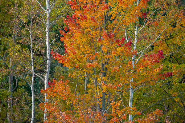 Autumn;Botanical;Branches;Brown;Fall;Forest;Forested;Gold;Herbaceous;Leaf;Nature;Pastoral;Tan;Timber;Timberland;Tree;United States;Vermont;Wood;Woodland;Woods;Yellow;botanicals;foliage;green;landscape;leaves;limbs;oneness;orange;peaceful;plants;red;tree limbs;trees;trunk;zen