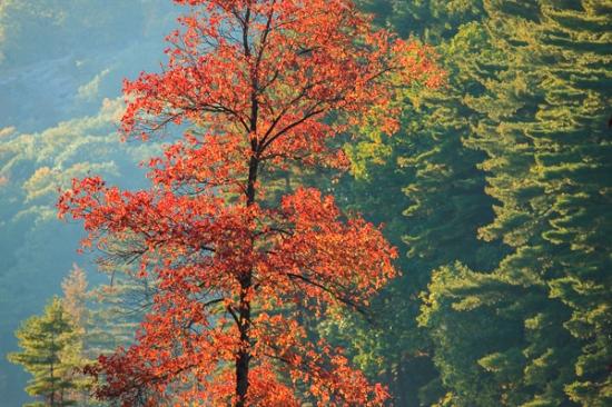 Autumn;Botanical;Branches;Brown;Calm;Fall;Forest;Forested;Harriman State Park;Healing;Leaf;Maple;Maple Leaf;Maple Leaves;Minimalism;Nature;New York;Pastoral;Timber;Timberland;Tree;United States;Wood;Woodland;Woods;branch;foliage;green;landscape;leaves;oneness;peaceful;plant;plants;red;restful;serene;soothing;tranquil;tree limbs;tree trunk;trees;trunk;zen