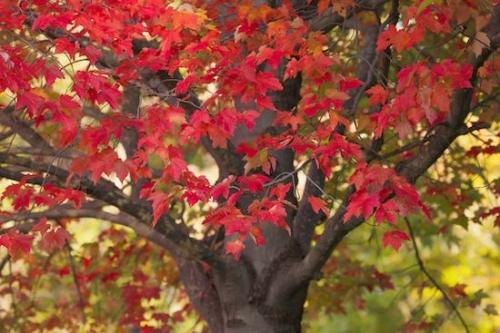 Plant;Leaf;Tree Trunk;Tree;bark;Leaves;Yellow;New York;Trees;Brown;Foliage;Trunk;Herbaceous;Harriman State Park;Maple;Branches;Vein;Leafy;Red;Branch