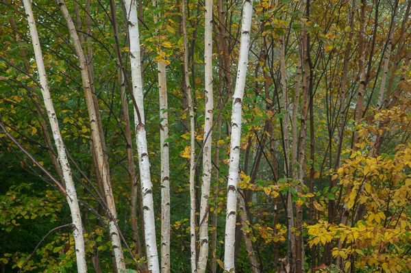 Branches;Bridgewater;Cool Colors;Cool Palette;Cool Tones;Forest;Green;Greens;Habitat;Herbaceous;Leaf;Leafy;Leaves;Logging;Maine;New England;Plant;Timber;Timberland;Tree;Tree Trunk;United States;Warm Colors;Warm Palette;Warm Tones;White;Wood;Woodland;Woodlands;Woods;bark;branch;color;foliage;plants;trees;trunk;yellow