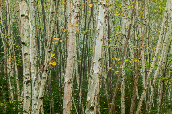 Autumn;Birch;Branches;Bridgewater;Cool Colors;Cool Palette;Cool Tones;Fall;Fog;Green;Greens;Herbaceous;Maine;Mist;New England;Obscured;Plant;Tree;Tree Trunk;United States;bark;branch;color;foggy;haze;mist;misty;plants;trees;trunk
