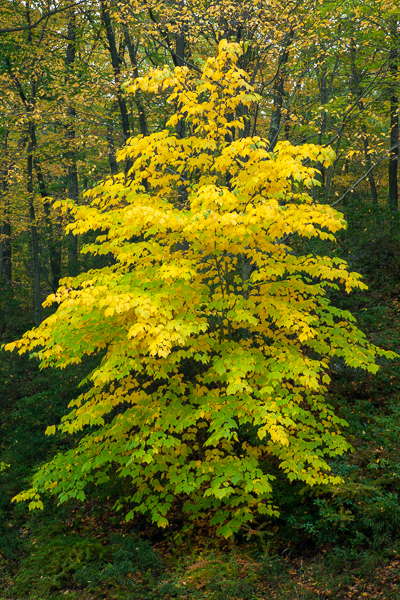 Botanical;Branches;Brown;Forest;Forested;Gold;Harriman State Park;Herbaceous;Leaf;Nature;New York;Pastoral;Tan;Timber;Timberland;Tree;United States;Wood;Woodland;Woods;Yellow;botanicals;foliage;landscape;leaves;limbs;oneness;orange;peaceful;plants;tree limbs;trees;trunk;zen