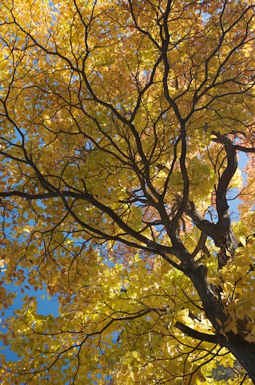 Autumn;Bark;Blue;Branch;Branches;Brown;Contour;Fall;Foliage;Form;Green;Harriman State Park;Herbaceous;Leaf;Leafy;Leaves;New York;NY;Orange;Outline;Plant;Profile;Shadow;Shape;Silhouette;Tree;Tree Trunk;Trees;Trunk;Vein;Yellow