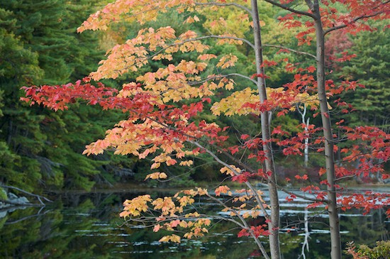 Autumn;Bark;Branch;Branches;Fall;Green;Harriman State Park;Herbaceous;Lake;New York;Orange;Plant;Red;Tree;Tree Trunk;Trees;Trunk;Yellow