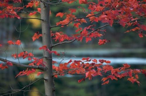bark;New York;Branches;Yellow;NY;waterway;Fall;Trees;Tree Trunk;Water;Tree;Vein;Autumn;Trunk;Herbaceous;Green;Lake;Plant;Leaf;Reflection;Creek;Red;River;Branch;Brook;Reflections;Stream;Leafy;Foliage;Harriman State Park;Rivers;River Bed;Leaves;Riverbed