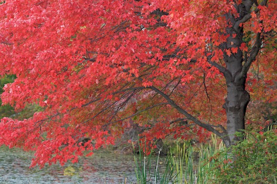 Autumn;botanical;botanicals;botany;Fall;flora;Foliage;Gray;Green;greenery;Harriman State Park;herb;herbage;Leaf;Leafy;Leaves;New York;plant;plants;Red;shrub;Tree;vegetation;Vein