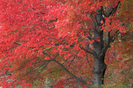 Bark;Branch;Branches;Foliage;Gray;Harriman State Park;Herbaceous;Leaf;Leafy;Leaves;New York;Plant;Red;Tree;Tree Trunk;Trees;Trunk;Vein
